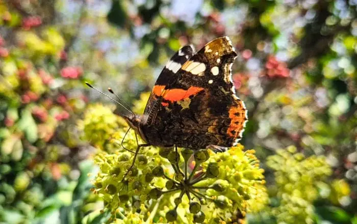 Common ivy emerges as a leading resource for urban pollinators