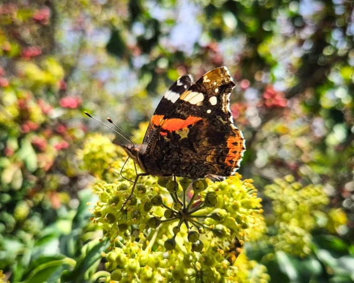 Common ivy emerges as a leading resource for urban pollinators