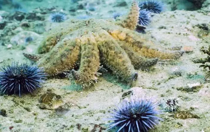 Sea-star restoration offers a possible ally for California’s kelp forests