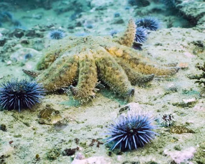 Sea-star restoration offers a possible ally for California’s kelp forests