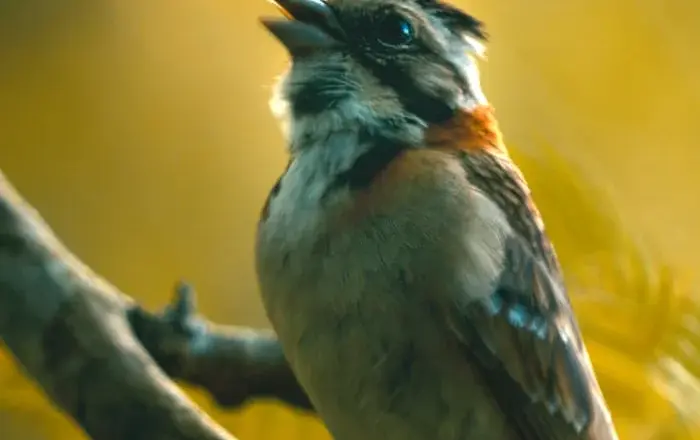 Researchers explore whether birds can relearn disappearing songs