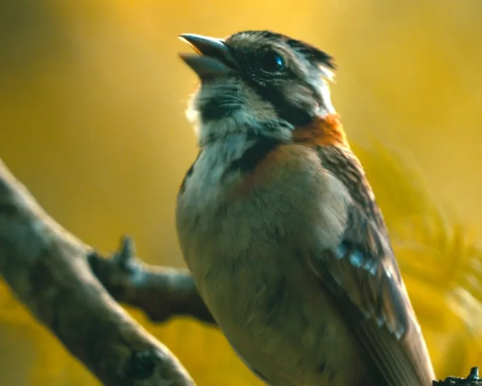 Researchers explore whether birds can relearn disappearing songs