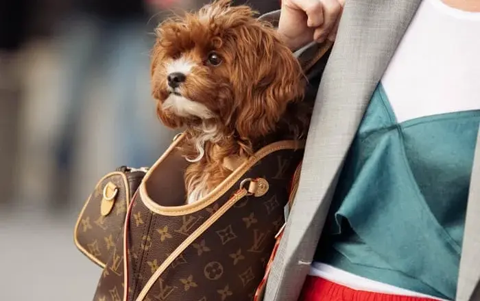 Dogs join the fashion-week front row