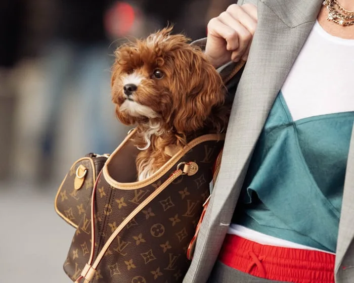 Dogs join the fashion-week front row